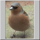 Fringilla coelebs - Buchfink m10.jpg